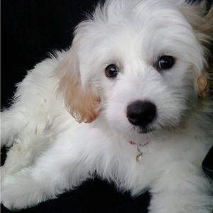 Meet your Posher, Bianca